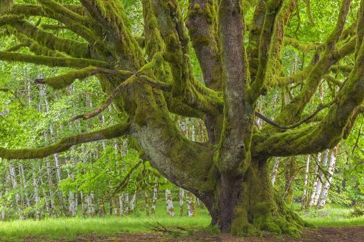 Bigleaf Maple (U.S. National Park Service)