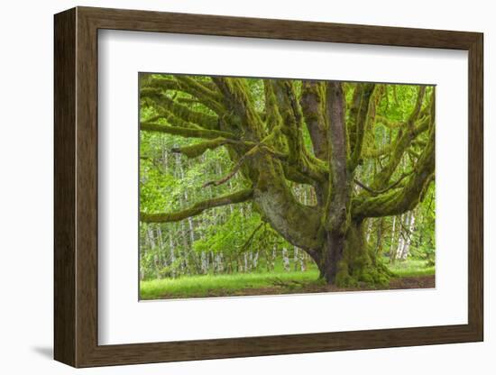 USA, Washington, Olympic National Park. Big Leaf Maple Tree-Jaynes Gallery-Framed Photographic Print