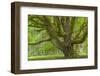 USA, Washington, Olympic National Park. Big Leaf Maple Tree-Jaynes Gallery-Framed Photographic Print