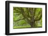 USA, Washington, Olympic National Park. Big Leaf Maple Tree-Jaynes Gallery-Framed Photographic Print