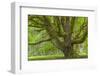 USA, Washington, Olympic National Park. Big Leaf Maple Tree-Jaynes Gallery-Framed Photographic Print