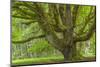 USA, Washington, Olympic National Park. Big Leaf Maple Tree-Jaynes Gallery-Mounted Photographic Print