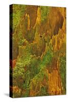 USA, Washington, Olympic National Park. Hemlock Tree Bark with Moss-Jaynes Gallery-Stretched Canvas