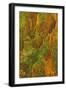 USA, Washington, Olympic National Park. Hemlock Tree Bark with Moss-Jaynes Gallery-Framed Photographic Print