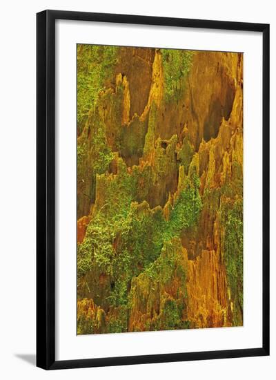 USA, Washington, Olympic National Park. Hemlock Tree Bark with Moss-Jaynes Gallery-Framed Photographic Print