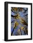 USA, Washington, Olympic National Park. Looking up at stand of big leaf maple trees.-Jaynes Gallery-Framed Photographic Print