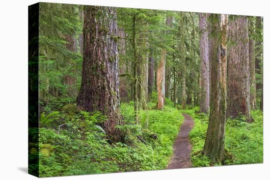 USA, Washington, Olympic National Park. Scenic of Old Growth Forest-Jaynes Gallery-Stretched Canvas