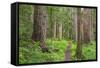 USA, Washington, Olympic National Park. Scenic of Old Growth Forest-Jaynes Gallery-Framed Stretched Canvas