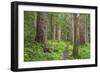 USA, Washington, Olympic National Park. Scenic of Old Growth Forest-Jaynes Gallery-Framed Photographic Print