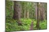 USA, Washington, Olympic National Park. Scenic of Old Growth Forest-Jaynes Gallery-Mounted Photographic Print