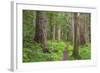 USA, Washington, Olympic National Park. Scenic of Old Growth Forest-Jaynes Gallery-Framed Photographic Print