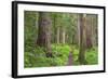 USA, Washington, Olympic National Park. Scenic of Old Growth Forest-Jaynes Gallery-Framed Photographic Print