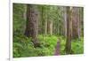 USA, Washington, Olympic National Park. Scenic of Old Growth Forest-Jaynes Gallery-Framed Photographic Print