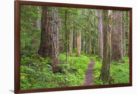 USA, Washington, Olympic National Park. Scenic of Old Growth Forest-Jaynes Gallery-Framed Photographic Print