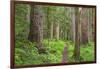 USA, Washington, Olympic National Park. Scenic of Old Growth Forest-Jaynes Gallery-Framed Photographic Print