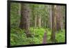 USA, Washington, Olympic National Park. Scenic of Old Growth Forest-Jaynes Gallery-Framed Photographic Print