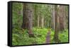 USA, Washington, Olympic National Park. Scenic of Old Growth Forest-Jaynes Gallery-Framed Stretched Canvas