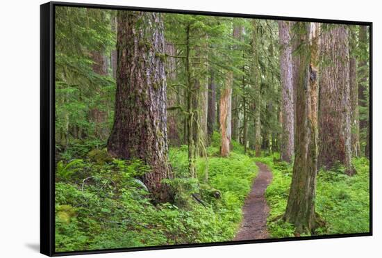 USA, Washington, Olympic National Park. Scenic of Old Growth Forest-Jaynes Gallery-Framed Stretched Canvas