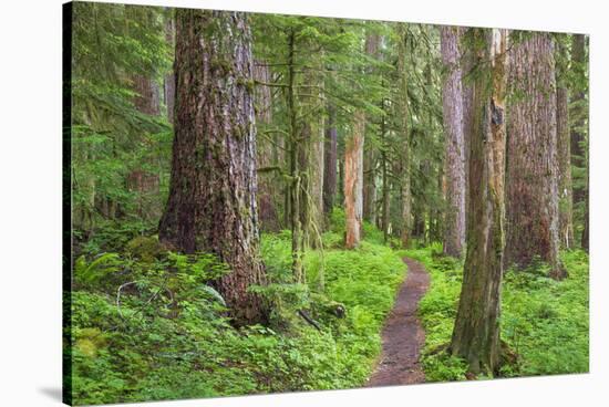 USA, Washington, Olympic National Park. Scenic of Old Growth Forest-Jaynes Gallery-Stretched Canvas