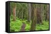 USA, Washington, Olympic National Park. Scenic of Old Growth Forest-Jaynes Gallery-Framed Stretched Canvas