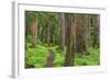 USA, Washington, Olympic National Park. Scenic of Old Growth Forest-Jaynes Gallery-Framed Photographic Print