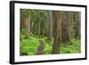 USA, Washington, Olympic National Park. Scenic of Old Growth Forest-Jaynes Gallery-Framed Photographic Print