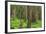 USA, Washington, Olympic National Park. Scenic of Old Growth Forest-Jaynes Gallery-Framed Photographic Print