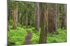 USA, Washington, Olympic National Park. Scenic of Old Growth Forest-Jaynes Gallery-Mounted Photographic Print