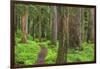 USA, Washington, Olympic National Park. Scenic of Old Growth Forest-Jaynes Gallery-Framed Photographic Print