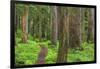 USA, Washington, Olympic National Park. Scenic of Old Growth Forest-Jaynes Gallery-Framed Photographic Print