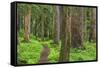 USA, Washington, Olympic National Park. Scenic of Old Growth Forest-Jaynes Gallery-Framed Stretched Canvas