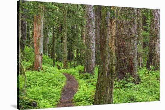 USA, Washington, Olympic National Park. Scenic of Old Growth Forest-Jaynes Gallery-Stretched Canvas