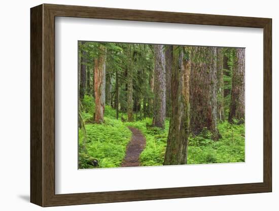 USA, Washington, Olympic National Park. Scenic of Old Growth Forest-Jaynes Gallery-Framed Photographic Print