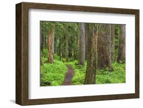 USA, Washington, Olympic National Park. Scenic of Old Growth Forest-Jaynes Gallery-Framed Photographic Print