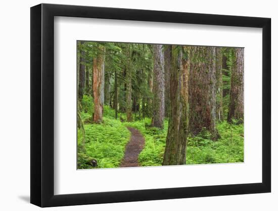 USA, Washington, Olympic National Park. Scenic of Old Growth Forest-Jaynes Gallery-Framed Photographic Print