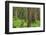 USA, Washington, Olympic National Park. Scenic of Old Growth Forest-Jaynes Gallery-Framed Photographic Print