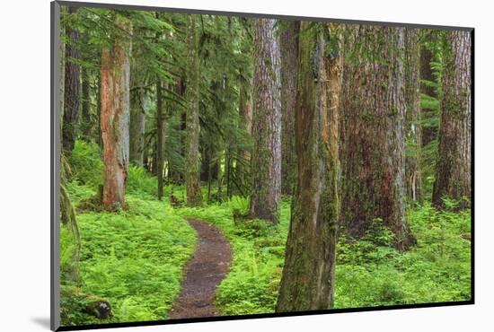 USA, Washington, Olympic National Park. Scenic of Old Growth Forest-Jaynes Gallery-Mounted Photographic Print