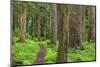 USA, Washington, Olympic National Park. Scenic of Old Growth Forest-Jaynes Gallery-Mounted Photographic Print