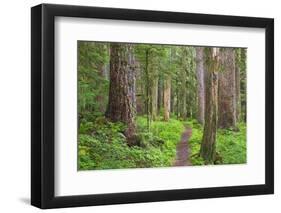 USA, Washington, Olympic National Park. Scenic of Old Growth Forest-Jaynes Gallery-Framed Photographic Print