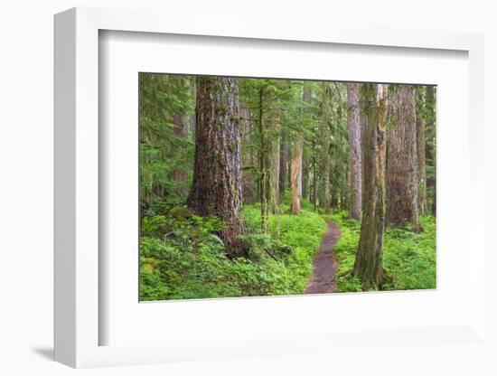 USA, Washington, Olympic National Park. Scenic of Old Growth Forest-Jaynes Gallery-Framed Photographic Print