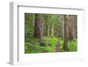 USA, Washington, Olympic National Park. Scenic of Old Growth Forest-Jaynes Gallery-Framed Photographic Print