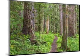 USA, Washington, Olympic National Park. Scenic of Old Growth Forest-Jaynes Gallery-Mounted Photographic Print