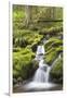 USA, Washington, Olympic National Park. Small Stream in Forest-Jaynes Gallery-Framed Photographic Print