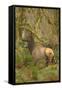 USA, Washington, Olympic NP. Roosevelt elk cow in the rainforest.-Steve Kazlowski-Framed Stretched Canvas