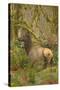 USA, Washington, Olympic NP. Roosevelt elk cow in the rainforest.-Steve Kazlowski-Stretched Canvas
