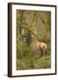 USA, Washington, Olympic NP. Roosevelt elk cow in the rainforest.-Steve Kazlowski-Framed Photographic Print