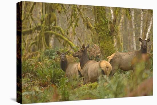 USA, Washington, Olympic NP. Roosevelt elk cows foraging.-Steve Kazlowski-Stretched Canvas