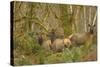 USA, Washington, Olympic NP. Roosevelt elk cows foraging.-Steve Kazlowski-Stretched Canvas