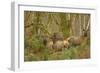 USA, Washington, Olympic NP. Roosevelt elk cows foraging.-Steve Kazlowski-Framed Photographic Print