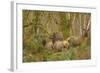 USA, Washington, Olympic NP. Roosevelt elk cows foraging.-Steve Kazlowski-Framed Photographic Print